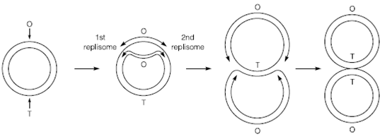 716_Initiation of DNA replication.png